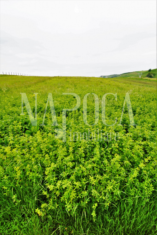 Se vinde teren, 5800 m<sup>2</sup> in Valea Seaca - PropertyBook